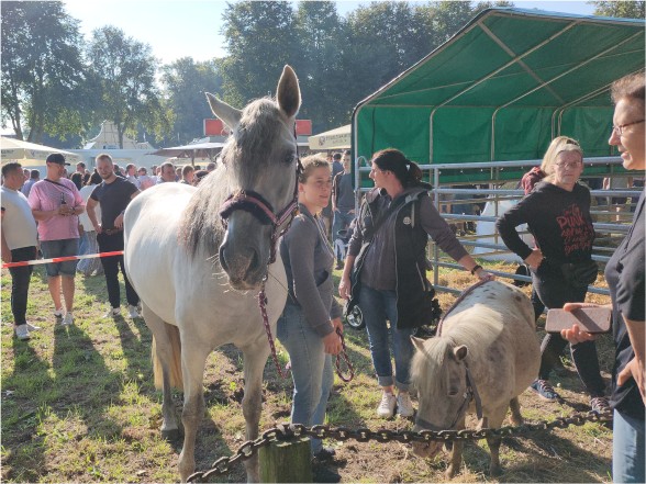 Ein Pferd steht neben einem Pony. Drum herum stehen Gruppen von Menschen